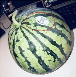 吃网红瓜违法吗